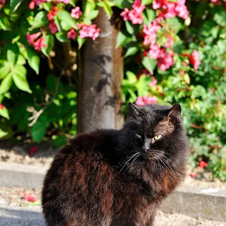 Affittacamere Zum Rethberg